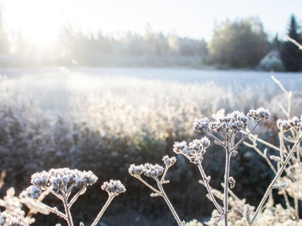 jäiset_kukat_Timo_Marjala