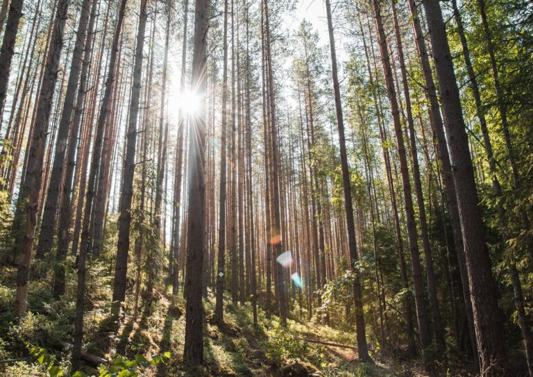 Metsä