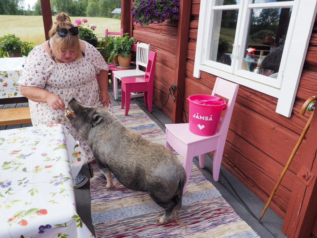 Ihminen joka ruokkii terassilla minipossua. Aurinkoinen keli.