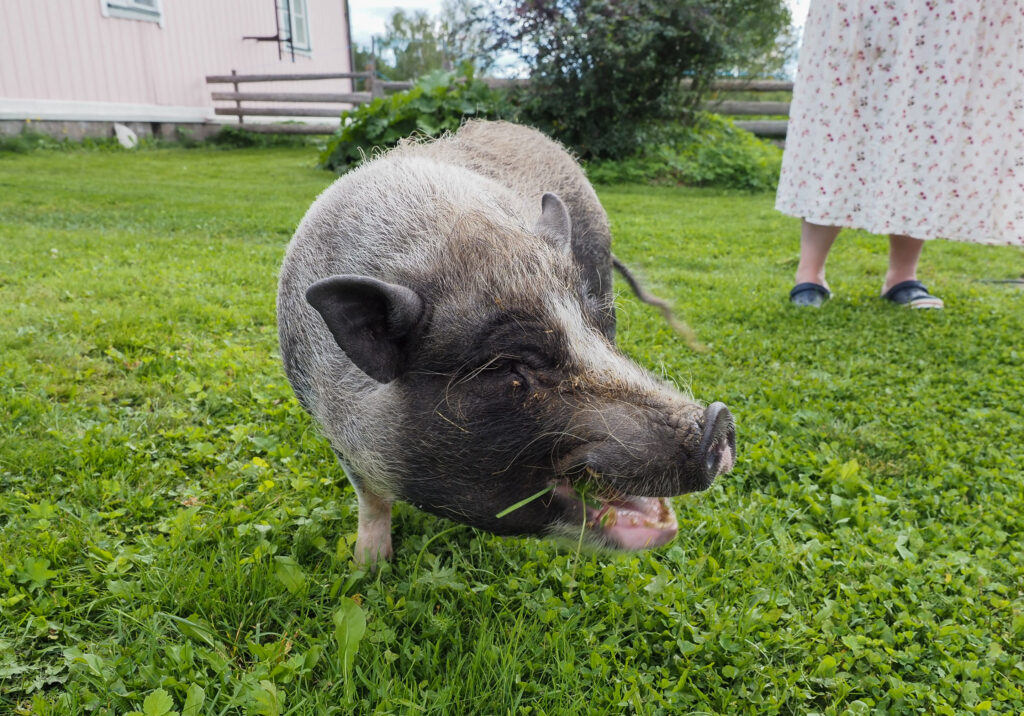 Minipossu Mauri nurmikolla.