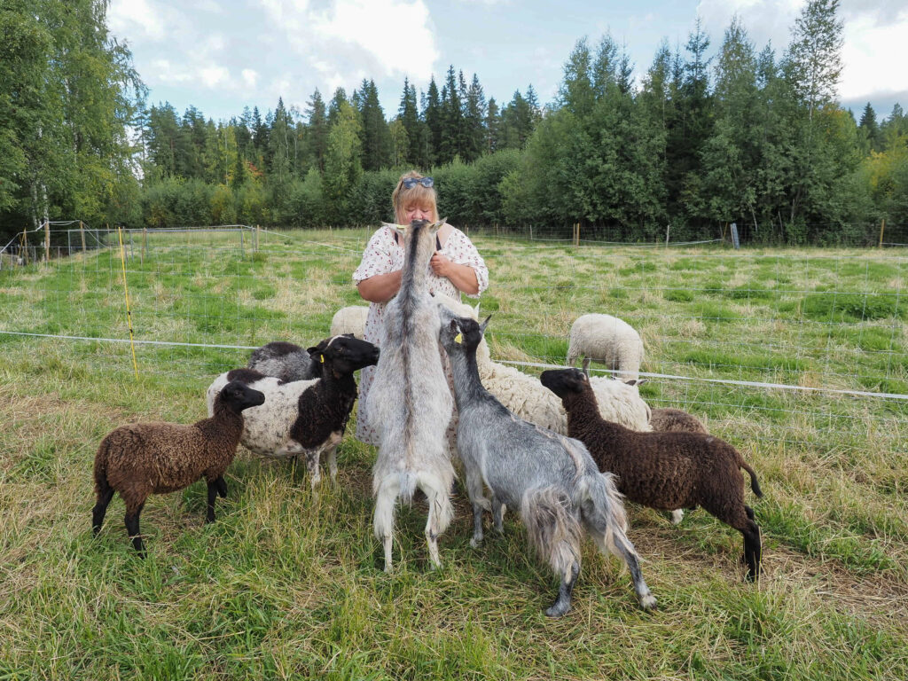 Ihminen lampaiden ja vuohien ympäröimänä.