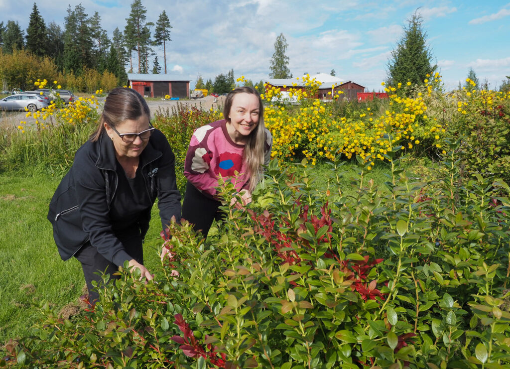 Kaksi ihmistä noukkimassa marjoja pensaasta, aurikoinen keli.